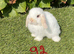Pure bred mini lops