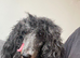 ️ Beautiful 5-Year-Old Miniature Poodle Looking for Her Forever Home ️