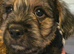Beautiful french bulldog cross boy