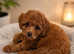 Extensively health Tested Cavapoos Therapy/Support dogs