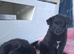 1 GIRL AVAILABLE shollie puppies