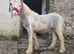 Blue and white filly