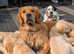 kC proven dark golden retriever
