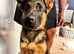 Male German shepherd