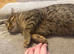 Tobby cat for rehome 14 months