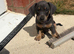 Ready for forever homes