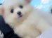 Pom pups