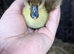5 ducklings looking for home