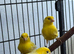 4 males