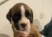 Boxer pup for sale