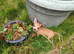 Chihuahuajack puppies for sale
