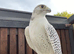 High white gyr saker female