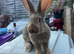 Continental Giant rabbits