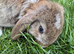 Beautiful mini lop bunnies