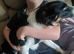 Male border collie for sale
