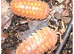 Armadillidium granulatum Granulated Isopod x10