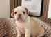 French bulldogs