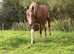 Must sell/SENSIBLE Offers Please. STALLION Pb ARABIAN (87.86%)