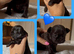 True chocolate imperial Shihtzu puppies