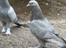 Turkish takla