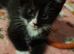 4 playfull kittens