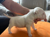 beautiful litter with champion blood lines