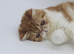 Young Exotic Shorthair Female - Rehoming