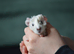 Single male guinea pig