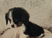 5 King charles cavalier puppies