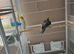 Pair of proven cockatiels with large cage