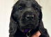 6 beautiful cocker spaniel