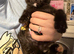 Kittens for sale