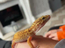 2 year old Leopard Gecko