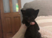 Gorgeous black kitten