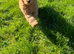 Petscanner mircochip Implanter