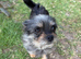 Griffon x Chihuahua for sale
