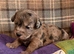 Gorgeous happy Doodle puppies