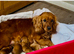 DNA Health and Breed Tested