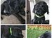 3 beautiful cane corso puppies