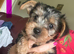 Beautiful Yorkshire Terrier puppies.