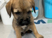 K.C. Reg border terriers