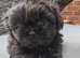 NOW ready for a new home Imperial Shih Tzu