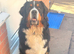 Big chunky PROVEN Bernese for stud duties