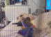 Finches
