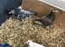 Baby pigeons