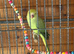 Female Indian ringneck