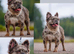 3 stunning MERLE french bulldogs !