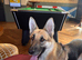 German shepherd girl