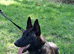 Dutch Shepherd dog for rehoming