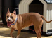 Bully breed cross